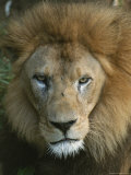 Portrait of a Male Lion