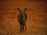 Portrait of a Sika Deer