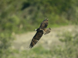 Osprey in Flight