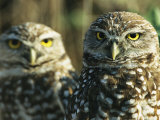 Pair of Burrowing Owls on Floridas Gulf Coast