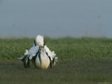 Male Prairie Chicken Fluffing his Feathers in a Mating Display