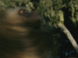 Male Gelada Swishes his Mane