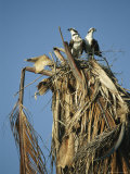 Pair of Ospreys Standing in Their Nest-In-Progress in a Treetop