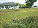 Burrowing Owl on Floridas Gulf Coast