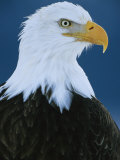 Portrait of an American Bald Eagle