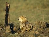 Cheetah on the Plains of Masai Mara