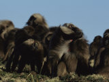 Gelada Baboons