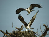 Osprey Landing in its Nest near its Partner