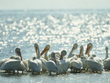 American White Pelicans on Floridas Gulf Coast
