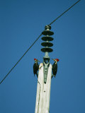 Pair of Pileated Woodpeckers on Floridas Gulf Coast