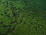 Aerial of Raised Terraces Once Used for Cultivating Sweet Potatoes