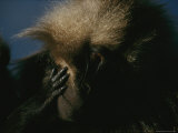 Gelada Grooms the Face of Another