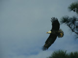 American Bald Eagle in Flight