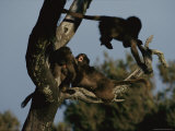 Juvenile Geladas Frolic about in the Branches of a Tree