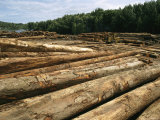 Logs Cut from New Guinea Forests Await Shipping on a Local River