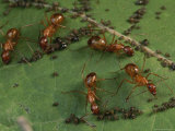 Honey Ants Gather Honey Dew Secreted by Aphids the Ants Farm