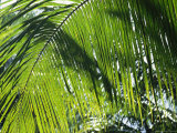 Detail of a Palm Frond