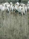 Wood Ibises on Floridas Gulf Coast