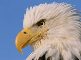 Close View of an American Bald Eagle