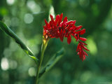 Gracefully Arching Wildflower in a New Guinea Woodlannd