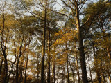 Loblolly Pines and Other Trees in a Maritime Forest