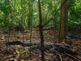 West African Dwarf Crocodile Lying in the Forest