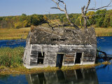 Marsh Reclaims an Abandoned Homestead