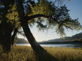Twilight View of Missouri River and Cottonwood Tree