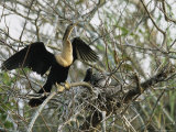 Anhinga and its Offspring in a Nest on Floridas Gulf Coast