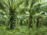 Lush Green Woodland Scene with Ferns and Palms