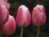 Close View of Tulips Growing in the Chicago Botanic Garden