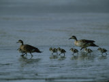 Family of Ducks on a Mud Flat on the Edge of a Saline Lake