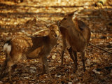 Mother and Fawn Sika Deer
