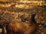 Mother and Fawn Sika Deer