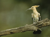 Hoopoe Perched on a Tree Branch
