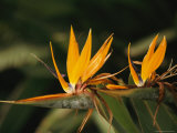 Bird of Paradise Flower