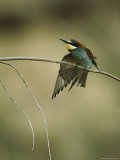 European Bee Eater Perched on a Branch Stretching its Wings