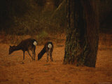 Young Sika Deer Foraging with its Mother under a Loblolly Pine