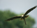 Raptor in Flight with Nest Building Material in its Talons