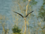 Osprey in Flight