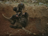 Trio of Young Geladas Engage in a Playful Tussle