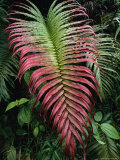 Large and Striking Red-Tipped Fern Frond