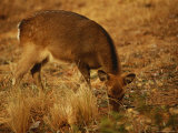 Sika Deer Foraging Among Grasses