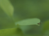 Ant Prepares to Leap from the Edge of a Leaf