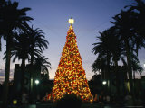 Illuminated Christmas Tree at Busch Gardens