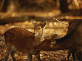 Mother and Fawn Sika Deer