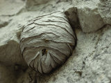 Close View of a Wasp Nest Attached to Rock