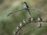 European Bee Eater Perched on a Branch with a Flock of Sparrows
