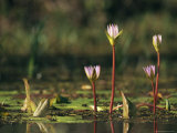Water Lily Flower Emerging from a Pond
