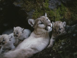 Mother Mountain Lion  Felis Concolor  Rests with her Two-Week-Olds